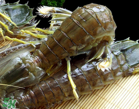 蝦爬子是寒性的嗎？蝦爬子是熱性的還是寒性的？