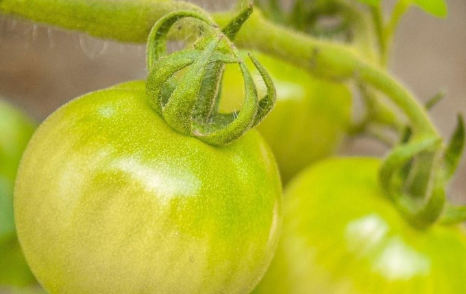 青番茄可以吃嗎？青番茄能不能吃