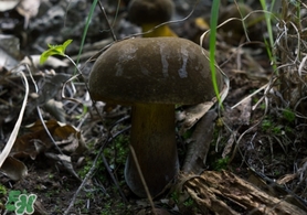 美味牛肝菌多少錢(qián)一斤？一斤牛肝菌多少錢(qián)？