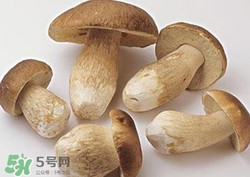 美味牛肝菌多少錢(qián)一斤？一斤牛肝菌多少錢(qián)？