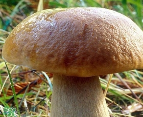 美味牛肝菌多少錢(qián)一斤？一斤牛肝菌多少錢(qián)？