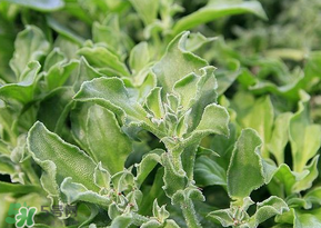 冰菜是什么菜？冰菜和冰草一樣嗎？