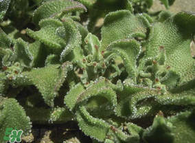 冰菜是什么菜？冰菜和冰草一樣嗎？