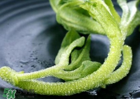 冰菜是什么菜？冰菜和冰草一樣嗎？