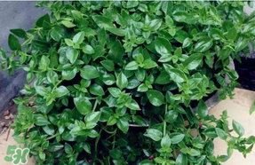 冰菜和穿心蓮是同一種菜嗎？冰菜和穿心蓮是一科嗎？