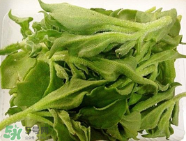 冰菜可以生吃嗎？冰菜能生吃嗎？