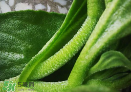 冰菜可以生吃嗎？冰菜能生吃嗎？