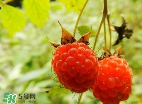 刺泡怎么吃？刺泡使用方法