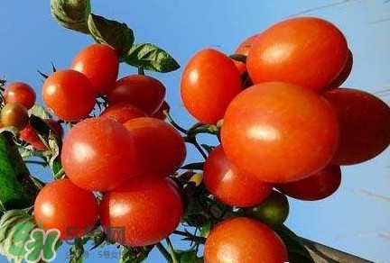 怎樣種植小番茄？小番茄怎么種