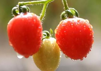 怎樣種植小番茄？小番茄怎么種