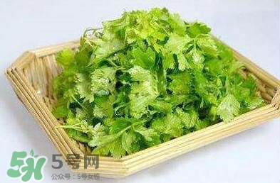 芹菜葉能吃嗎？芹菜葉可以吃嗎