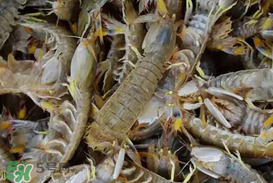 爬蝦蒸還是煮？爬蝦蒸好還是煮好？