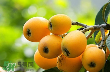 枇杷不能和什么一起吃？枇杷不能跟什么一起吃