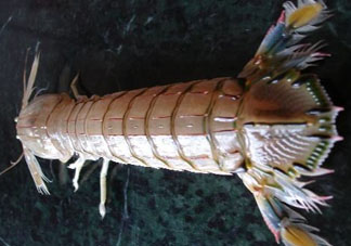 爬蝦蒸還是煮？爬蝦蒸好還是煮好？