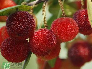 楊梅什么時(shí)候上市？楊梅幾月上市？