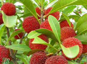 楊梅什么時(shí)候上市？楊梅幾月上市？