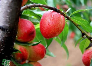 油桃里面發(fā)黑能吃嗎？油桃里面發(fā)黑怎么回事？