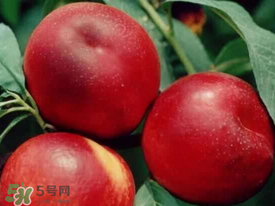 油桃里面發(fā)黑能吃嗎？油桃里面發(fā)黑怎么回事？