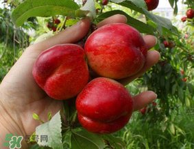 油桃里面發(fā)黑能吃嗎？油桃里面發(fā)黑怎么回事？