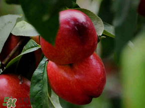 油桃可以放冰箱嗎？油桃能放冰箱嗎？