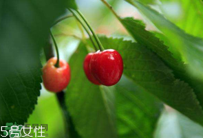 櫻桃籽有毒嗎？櫻桃籽能吃嗎？