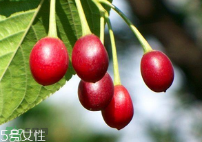 櫻桃籽有毒嗎？櫻桃籽能吃嗎？