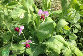 豌豆能放在冰箱嗎？豌豆放冰箱怎么保存？