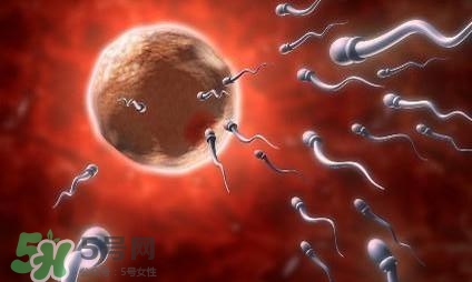 同房前吃什么有助懷孕？什么時(shí)候同房最容易懷孕？