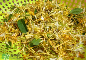 剛摘的金銀花能泡水喝嗎？剛摘的金銀花怎么處理？