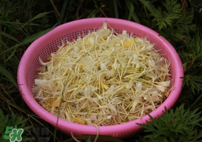 剛摘的金銀花能泡水喝嗎？剛摘的金銀花怎么處理？