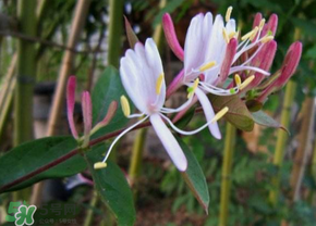 剛摘的金銀花能泡水喝嗎？剛摘的金銀花怎么處理？