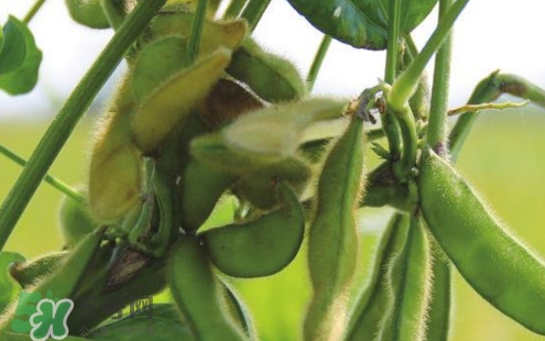 毛豆煮多久能熟？煮毛豆多長(zhǎng)時(shí)間能熟