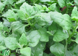 救心菜苦不苦？救心菜怎么吃不苦？