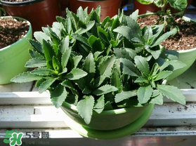 救心菜苦不苦？救心菜怎么吃不苦？