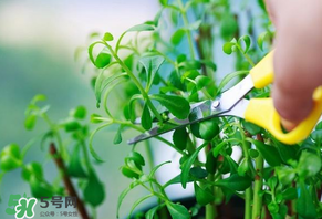 救心菜苦不苦？救心菜怎么吃不苦？