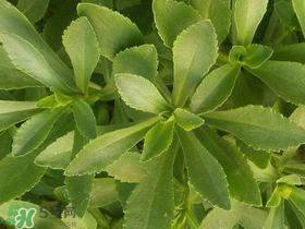 救心菜有毒嗎？救心菜怎么吃沒毒？