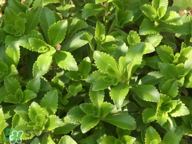 救心菜怎么種植？救心菜什么時(shí)候種？