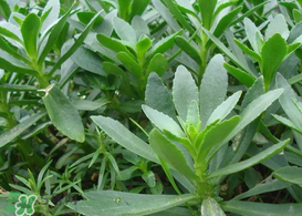 救心菜怎么種植？救心菜什么時(shí)候種？