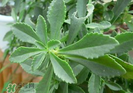 救心菜怎么種植？救心菜什么時(shí)候種？