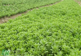 養(yǎng)心菜和救心菜一樣嗎？養(yǎng)心菜和救心菜的區(qū)別