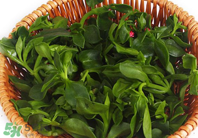 養(yǎng)心菜和救心菜一樣嗎？養(yǎng)心菜和救心菜的區(qū)別