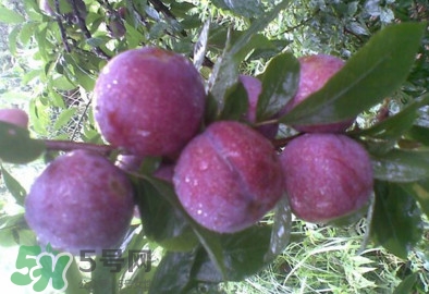 三華李是酸性還是堿性？三華李是不是堿性水果