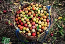 三華李是酸性還是堿性？三華李是不是堿性水果