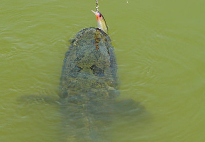 黑魚是海鮮嗎？黑魚是外來物種嗎