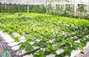 六月份種什么蔬菜？六月份可以種什么蔬菜？