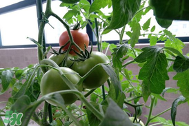 六月份種什么蔬菜？六月份可以種什么蔬菜？