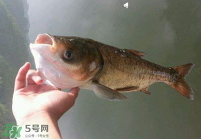 五月份能釣鰱魚嗎？五月份釣什么魚？