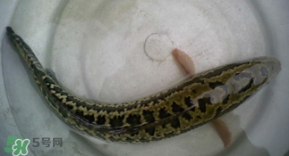 烏鱧魚(yú)多少錢一斤？烏鱧價(jià)格