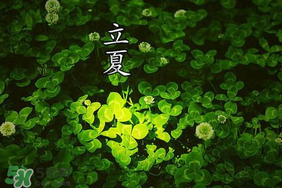 立夏和夏至有什么區(qū)別？立夏和夏至的區(qū)別