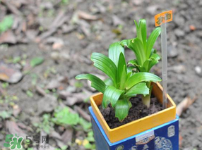 立夏種什么菜？立夏適合種什么？